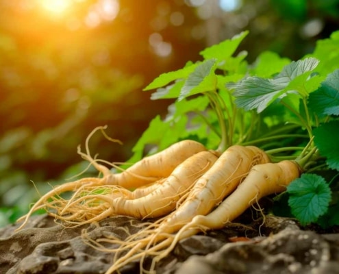Panax Ginseng