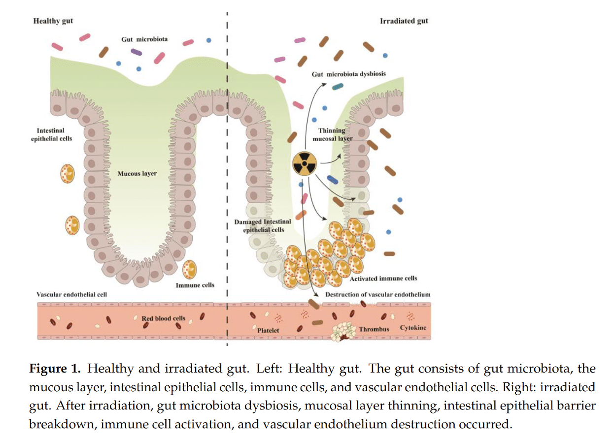 FODMAP Diet for Cancer Patients